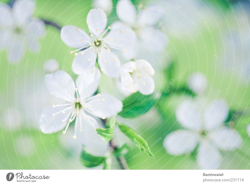 Flowers beautifully Nature Plant Spring Tree Leaf Blossom Beautiful Twigs and branches Blossom leave Pistil Spring day Colour photo Subdued colour Exterior shot