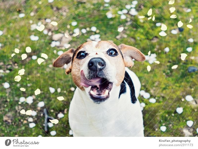 Playful young jack russell terrier catches mouth cherry petals Lifestyle Vacation & Travel Trip Freedom Summer Sun Eating Valentine's Day Easter Mouth Nature