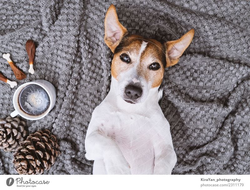 Adorable dog lying on blanket with cup of coffee and treats Hot drink Cup Lifestyle Style Beautiful Health care Spa Massage Eating Feasts & Celebrations Yoga