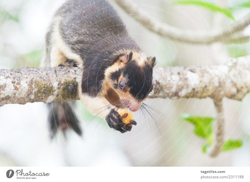 Sri Lanka - Indian Giant Squirrel Animal Asia Balapitiya Climbing Eating Heavenly Koddhuwa Koddhuwa Temple Kothduwa Kothduwa rajamaha viharaya Madu Ganga