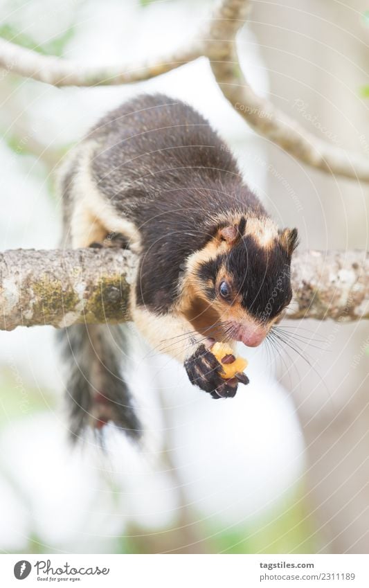 Madu Ganga, Balapitiya, Sri Lanka - Giant Indian Squirrel Animal Asia Calm Climbing Eating Giant Squirrel Green Indian Giant Squirrel Koddhuwa Koddhuwa Temple