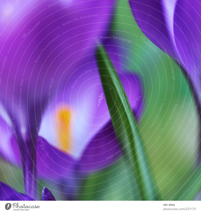 purple flowers Nature Plant Spring Flower Leaf Blossom Crocus Fragrance Fantastic Beautiful Green Violet Spring fever Design Elegant Colour March Spring flower