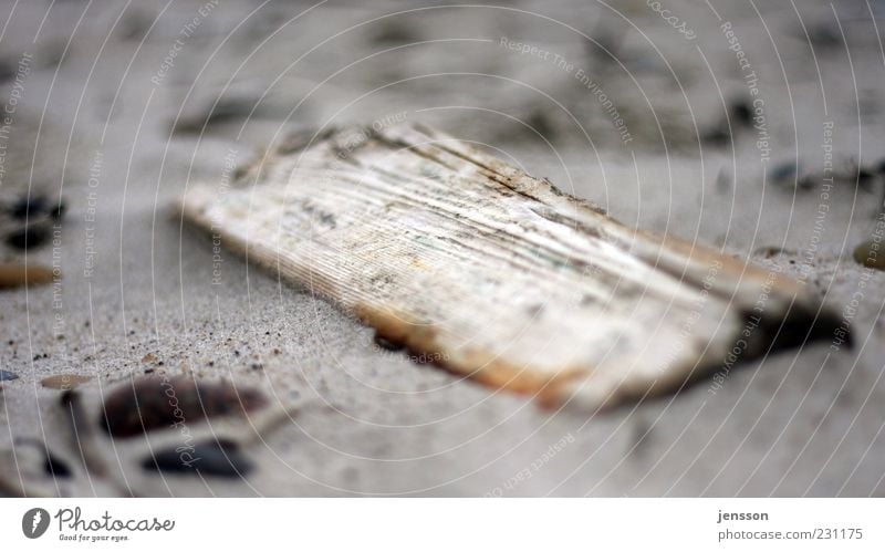 strand.good Beach Environment Nature Sand Coast Wood Old Dirty Sharp-edged Broken Flotsam and jetsam Wooden board Doomed Brittle Derelict Decompose Discovery