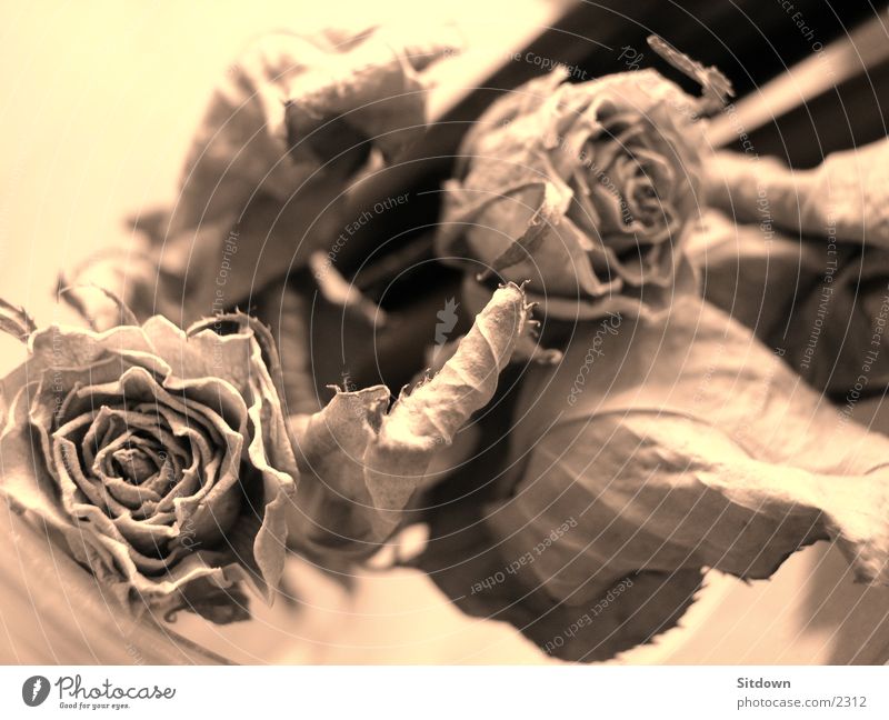 dryrose Rose Dried Flower Things Sepia