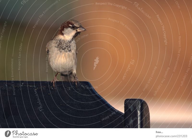 Everything under control... Animal Wild animal Bird Animal face 1 Sit Brash Small Funny Curiosity Brown Chair Watchfulness Beak Varnished Sparrow Passerine bird