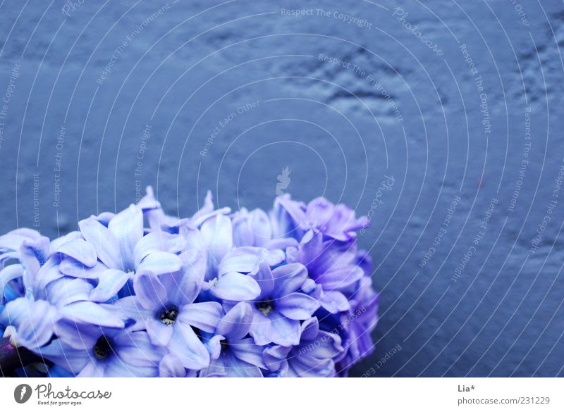 Hyacinth in front of purple wall Easter Spring Plant Flower Blossom Blossoming Fragrance Blue Violet Spring flower Spring colours Decoration Background picture