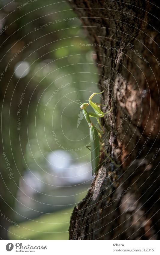 Big praying mantis Eating Hunting Summer Camera Woman Adults Nature Animal Tree Leaf Natural Wild Green White religiosa Insect European wildlife background Bug