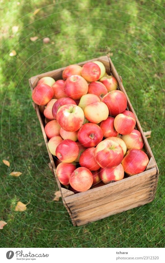 Red ripe apples - home harvest Vegetable Fruit Apple Summer Sun Garden Gardening Nature Landscape Plant Autumn Tree Grass Leaf Fresh Delicious Natural Juicy