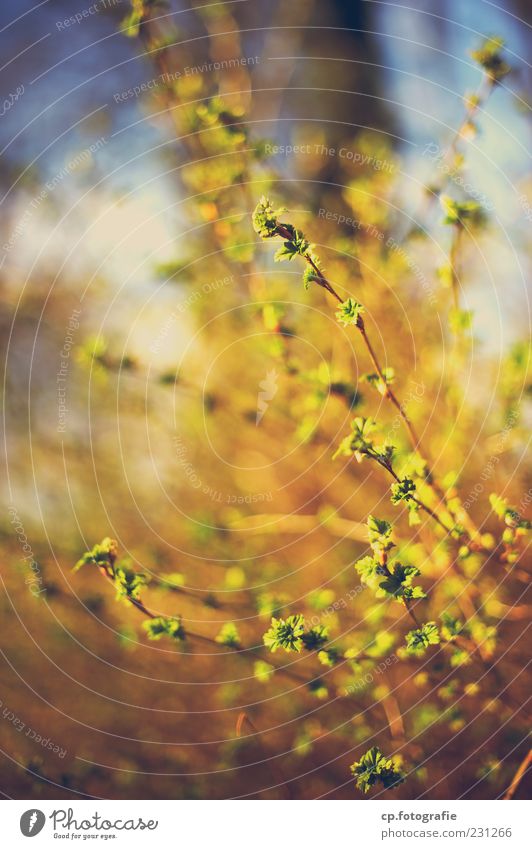 Wild goings-on Nature Plant Sunlight Spring Beautiful weather Bushes Leaf Foliage plant Forest Colour photo Day Evening Light Shallow depth of field