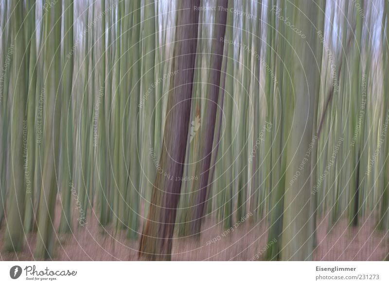 forest impression Environment Nature Landscape Plant Earth Tree Forest Perturbed Esthetic Freedom Mysterious Idyll Perspective Growth Tree trunk Binz Rügen