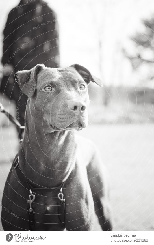 dog's nose Masculine 1 Human being Animal Pet Dog Observe Going To go for a walk Walk the dog Puppydog eyes Dog's head Dog's snout Watchfulness Forward