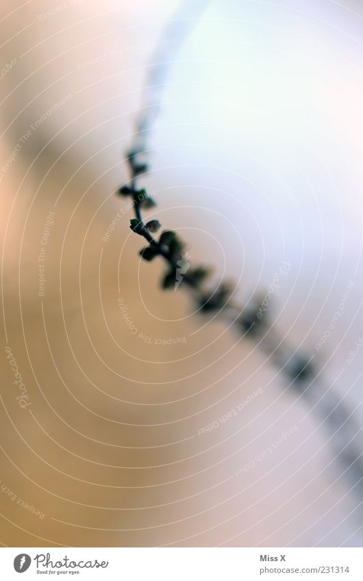 curve Nature Spring Plant Bushes Growth Spiral Undulation Colour photo Exterior shot Close-up Deserted Shallow depth of field Twig Blur 1