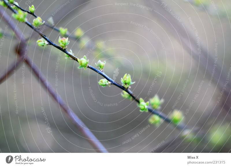 behind bars Nature Spring Plant Bushes Leaf Growth Fence Wire netting Wire netting fence Bud Leaf bud Colour photo Exterior shot Close-up Deserted