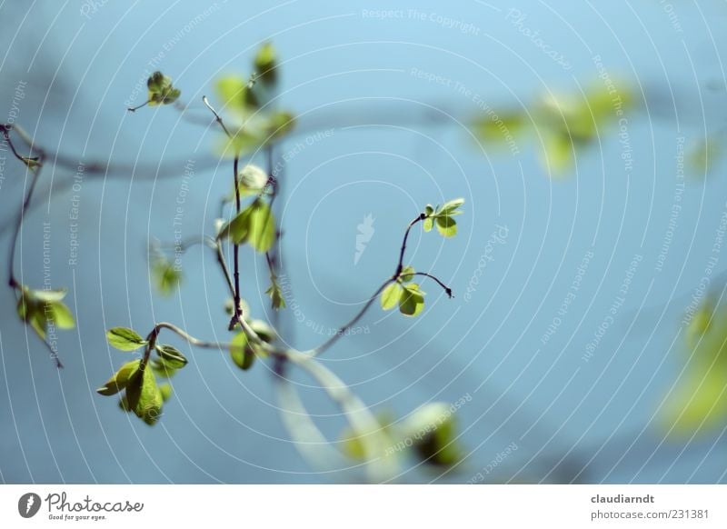 spring green Environment Nature Plant Spring Beautiful weather Leaf Growth Fresh Green Twigs and branches Shoot Make green Tendril Graceful Fragile