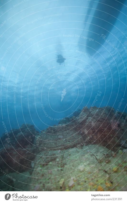 GOING DOWN QUICKLY Dive Ocean Mauritius Nature Watercraft Surface of water Underwater photo Colour photo Vacation & Travel Travel photography Copy Space bottom