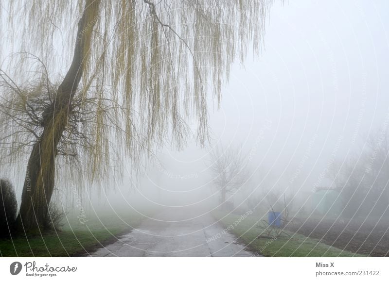 away into nowhere Environment Nature Spring Winter Climate Weather Bad weather Fog Ice Frost Tree Bushes Deserted Lanes & trails Cold Spooky Willow tree