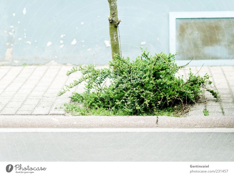 bush Deserted House (Residential Structure) Wall (barrier) Wall (building) Facade Window Street Green Sidewalk Footpath Bushes Tree trunk Colour photo