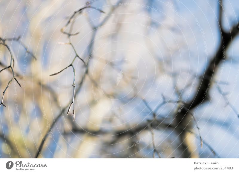 tree by the river Environment Nature Plant Elements Sunlight Spring Blossom Foliage plant Wild plant Esthetic Elegant Beautiful Natural Soft Branch Blue