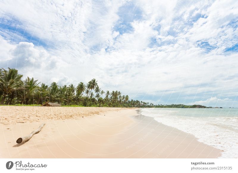 A wooden branch at the beach of Balapitiya Asia awesome Bay Beach Branch Calm calming Coast Dreamily Idyll Illuminate Landscape Nature Ocean Palm tree Pure