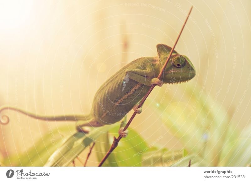 Green Chameleon Animal Wild animal Zoo 1 Esthetic Exceptional Exotic Small Brown Colour photo Interior shot Day Reflection Back-light Shallow depth of field