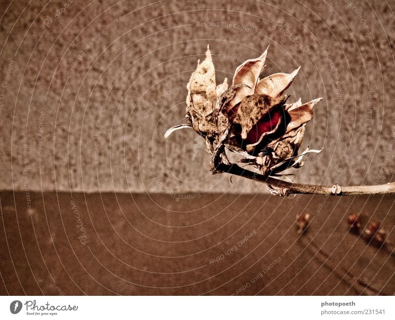 hibiscus Nature Plant Blossom Dry Brown Calm Transience Subdued colour Exterior shot Detail Deserted Copy Space left Copy Space bottom Neutral Background