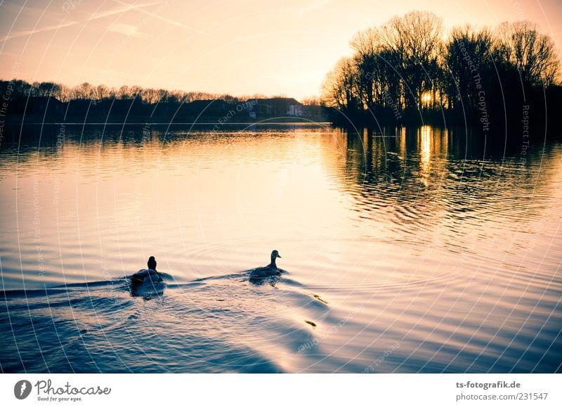 Don't swim in the light!!!! Nature Landscape Animal Water Sky Summer Beautiful weather Lakeside River bank Pond Duck Duck birds Mallard 2 Pair of animals Yellow