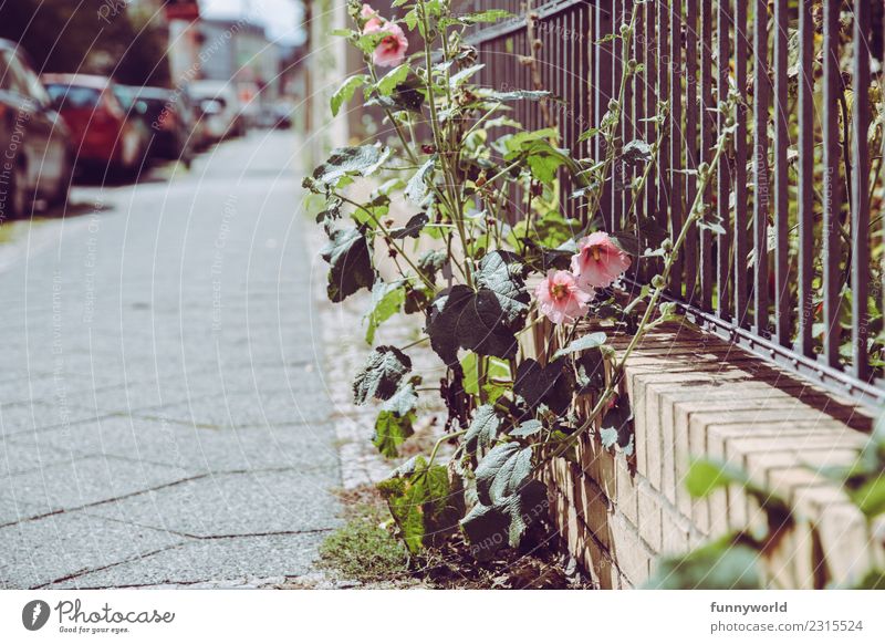 Pink flowers by the wayside Plant Flower Village Small Town Outskirts Deserted Blossoming Idyll Inspiration Wild Growth Lanes & trails Sidewalk Corner Fence