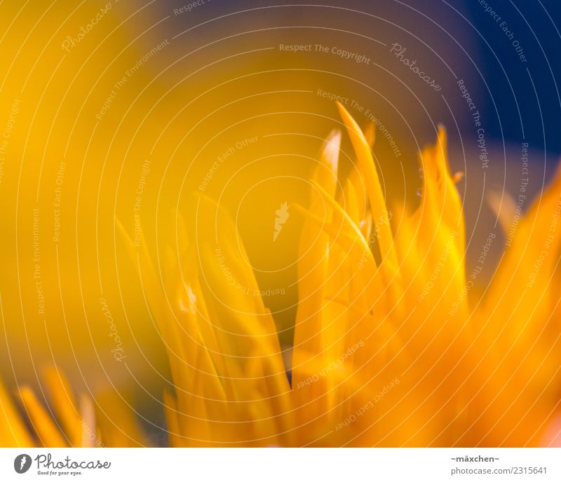 yellow blue Plant Spring Summer Blossom Ostrich Leaf Friendliness Bright Natural Blue Yellow Orange Moody Warmth Shallow depth of field Blur focus curve