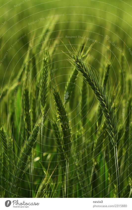 triticale Environment Nature Landscape Plant Spring Summer Agricultural crop Meadow Field Green Life Wheatfield Wheat ear Wheat grain Rye field Rye ear Hybrid