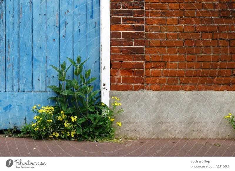 encounter Plant Wild plant Wall (barrier) Wall (building) Door Gloomy Survive Decline Transience Weed Garage door Closed Backyard Roadside Colour photo