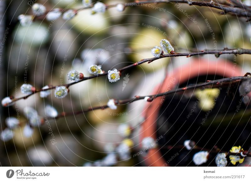 Shortly before spring Environment Nature Plant Sunlight Spring Bushes Blossom Pot plant Willow tree Catkin Twig Garden Park Blossoming Growth Flowerpot Stone