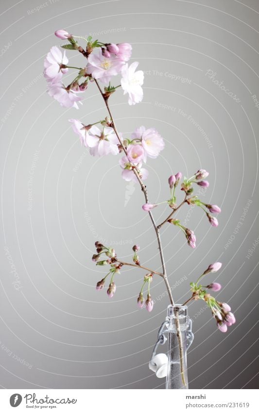 cherry brandy Nature Plant Flower Pink Cherry blossom Bottle Neck of a bottle Blossom Bud Blossoming Decoration Vase Colour photo Interior shot Deserted