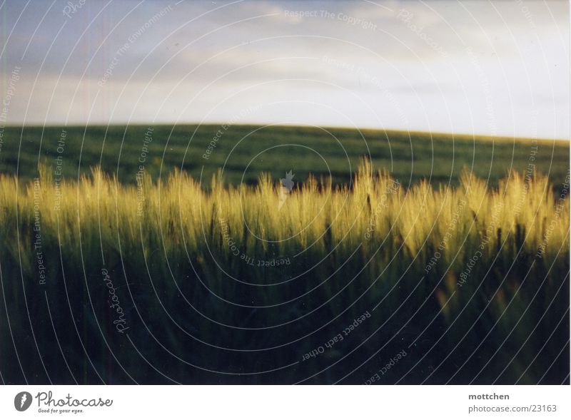 a cornfield Field Hill Dusk Light Grain