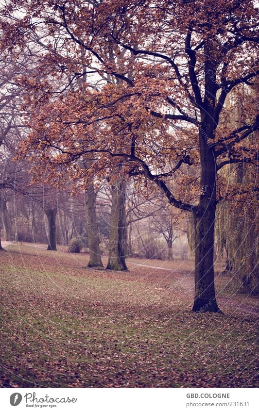 autumn forest Nature Landscape Autumn Bad weather Fog Tree Dark Creepy Cold Natural Gloomy Brown Emotions Moody Sadness Loneliness Sustainability Seasons