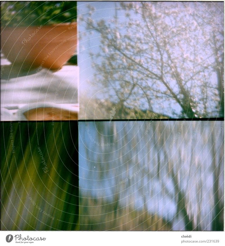 cherry blossom tree Plant Spring Tree Flower Blossom Pot plant Garden Blue Green Violet Spring fever Exterior shot Lomography Motion blur Sunlight