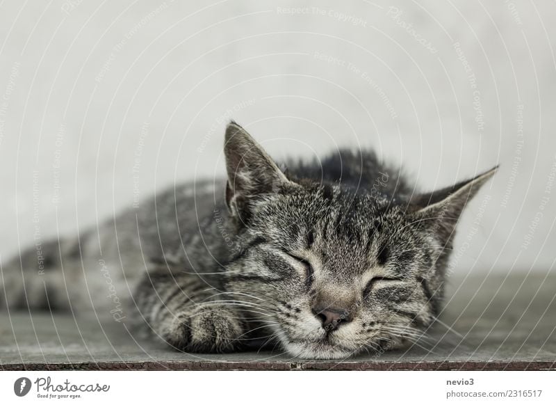 Sleeping mackerel cat Animal Pet Farm animal Cat 1 Baby animal Lie Beautiful Brown Gray Cool (slang) Love of animals Contentment Domestic cat Kitten Tabby cat