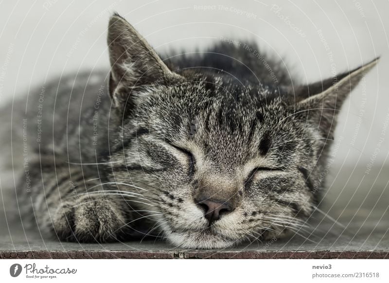 Sleeping mackerel cat Animal Pet Farm animal Cat Animal face Pelt Claw Paw 1 Lie Beautiful Brown Gray Contentment Relaxation Happy Tiger skin pattern Kitten