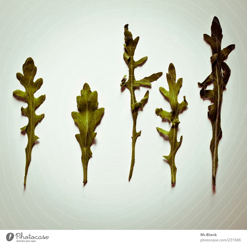 the green ones Vegetable Healthy Delicious Gray Green Direct 5 Old Colour photo Deserted Copy Space top Copy Space bottom Day Light Shadow Neutral Background