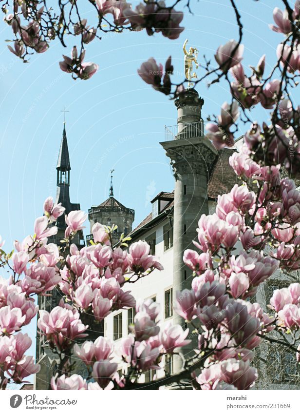 Stuttgart in spring Nature Plant Sky Tree Tower Tourist Attraction Monument Old Pink Magnolia tree Magnolia blossom Magnolia plants Cute Vista Spring Blossoming