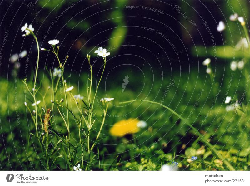 daisy Flower Meadow Spring Green