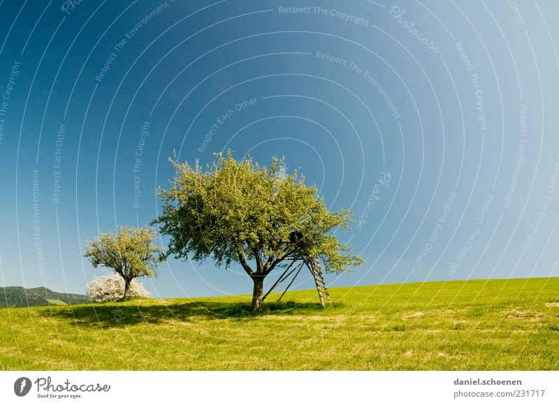 fruit tree and a lot of blue sky Environment Nature Landscape Sky Cloudless sky Spring Summer Beautiful weather Tree Meadow Blue Green Fruit trees Apple tree