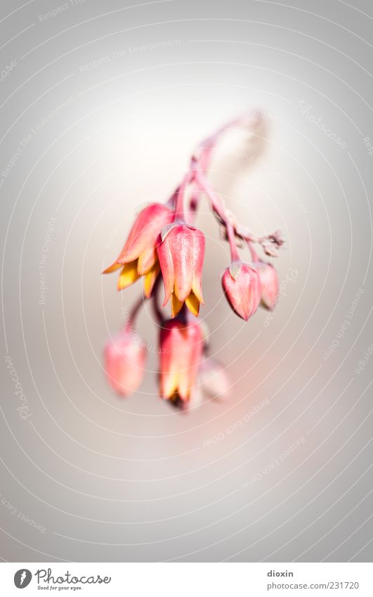 fade out of grey Nature Plant Blossom Wild plant Exotic Succulent plants Blossoming Hang Small Natural Beautiful Esthetic Colour Colour photo Close-up Detail