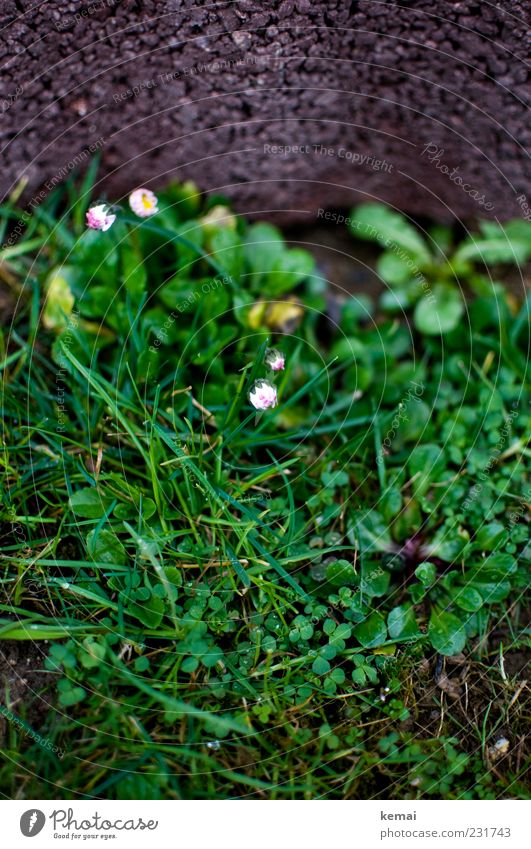 awake Environment Nature Plant Spring Beautiful weather Grass Leaf Blossom Foliage plant Wild plant Daisy Clover Cloverleaf Dandelion Meadow Stone Blossoming