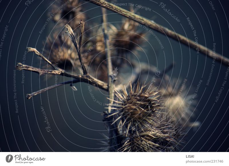 velcro Plant Bushes Wild plant Great burr Blue Brown Black Thorny Rough Subdued colour Exterior shot Shallow depth of field Detail Twigs and branches Close-up