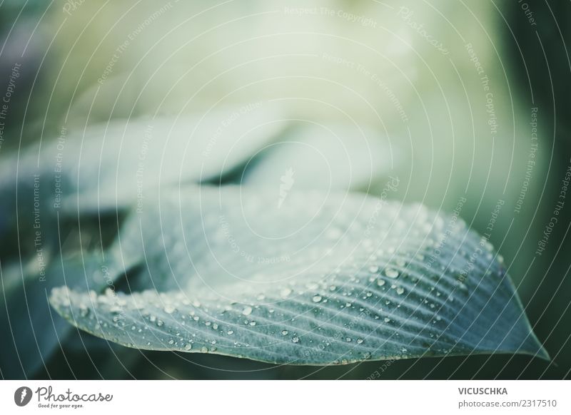 Green leaf with drops of water Lifestyle Summer Garden Nature Plant Autumn Leaf Park Design Background picture Drops of water Close-up Hosta Exterior shot