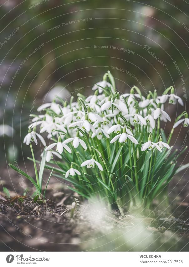 First snowdrops on garden bed, outdoors Design Garden Nature Plant Spring Beautiful weather Flower Park Snowdrop Garden Bed (Horticulture) Exterior shot