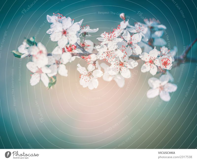 Cherry spring blossom Design Summer Nature Plant Spring Bushes Leaf Blossom Garden Park Blossoming Blue Turquoise White Cherry blossom spring blossoms Sky