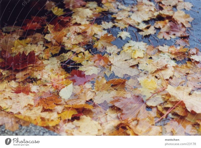 autumn Autumn Leaf Puddle Wet Multicoloured Rain