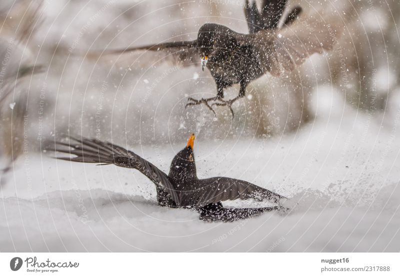 Fodder envy under blackbirds Environment Nature Animal Winter Weather Ice Frost Snow Snowfall Bushes Garden Park Forest Wild animal Bird Animal face Wing Claw