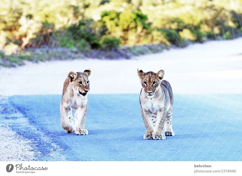 wild boys Vacation & Travel Tourism Trip Adventure Far-off places Freedom Safari South Africa addo elephant national park Wild animal Animal face Pelt Paw Lion